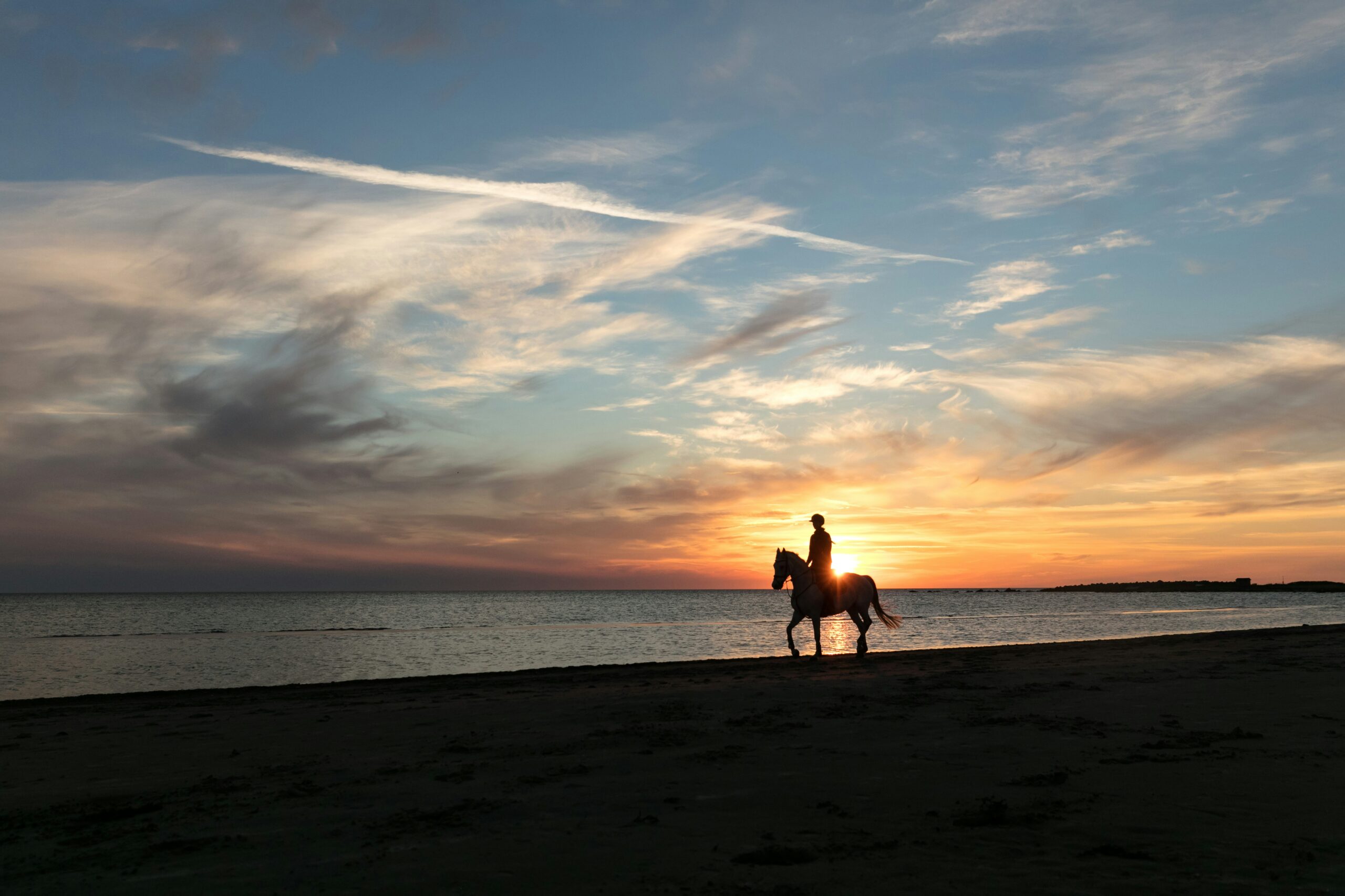 Horse on beach sunset